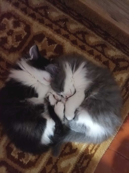 Тварини котики...