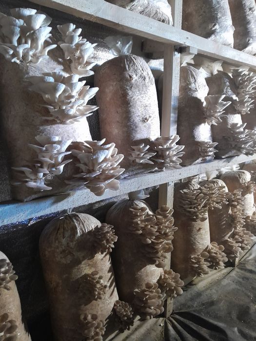 Грибные блоки вешенки