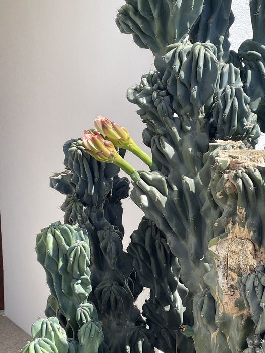 Myrtillocactus - Cactus muito raro