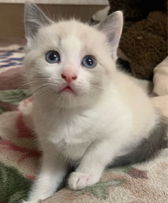 Віддам  котенят, вік 2  місяці