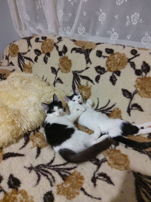 Гарненькі котики шукають Люблячу Сім'ю