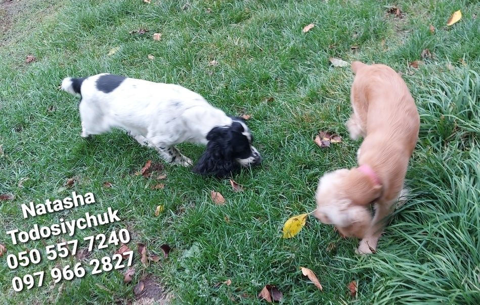 Є різні спаніельчики