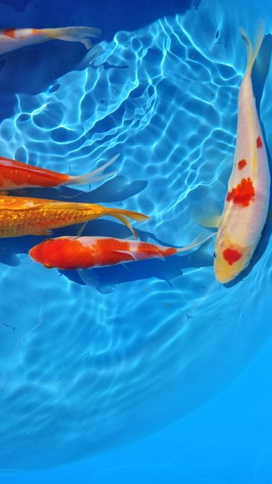 Carpas koi 10 a 18cm