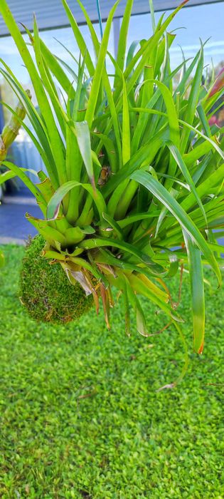 Kokedama com flor vermelha
