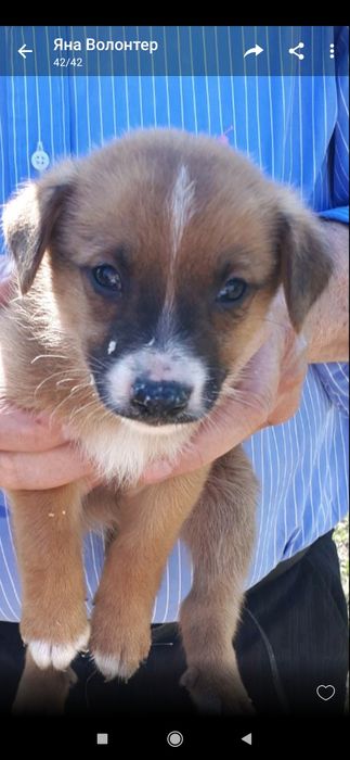 Отдам даром в хорошие руки