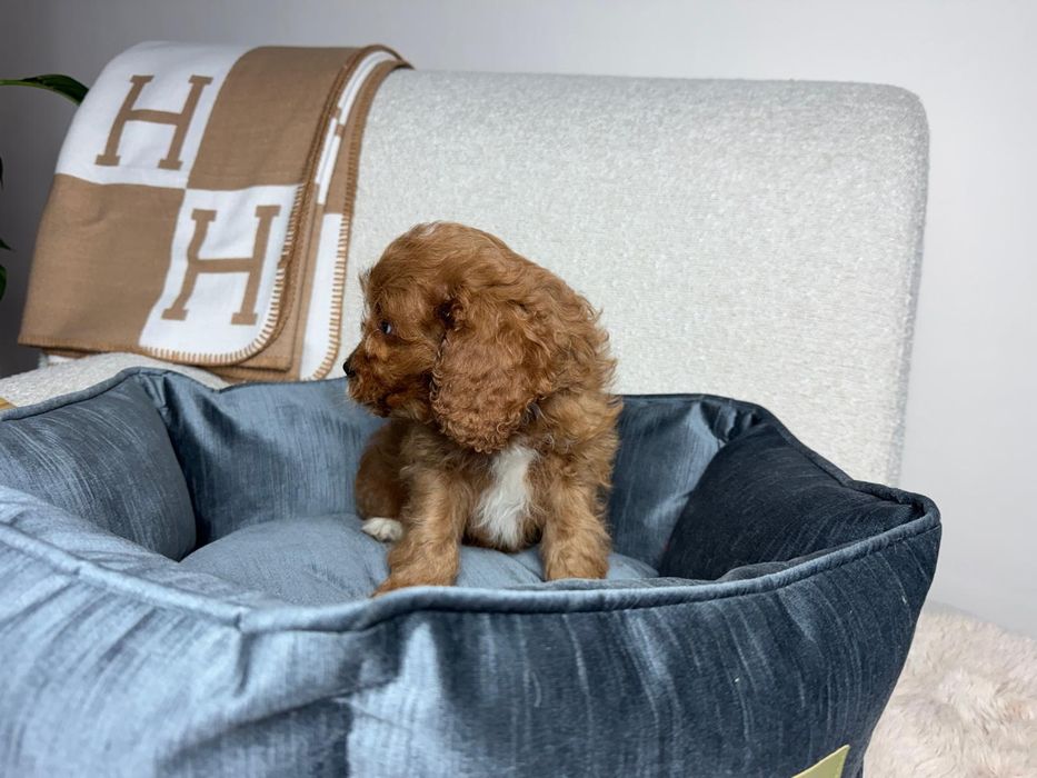 cavapoo piesek gotowy do odbioru