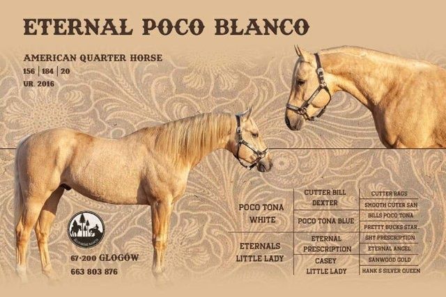 Sprzedam wałach 3 lata