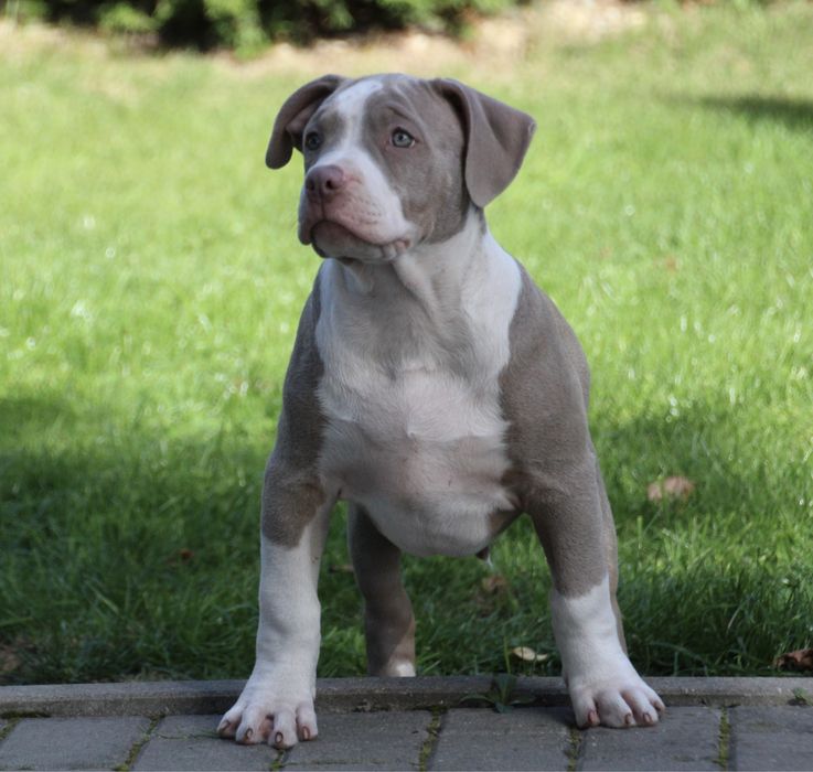 American Bully XL suczka