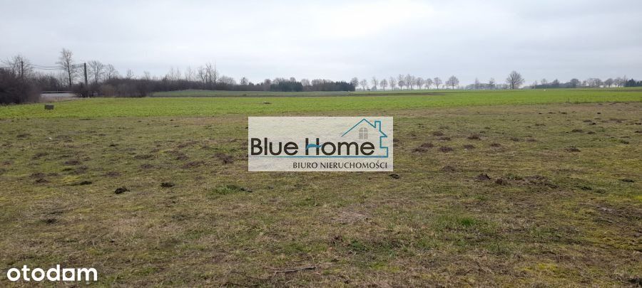 Duża dziaka z Warunkami Zabudowy