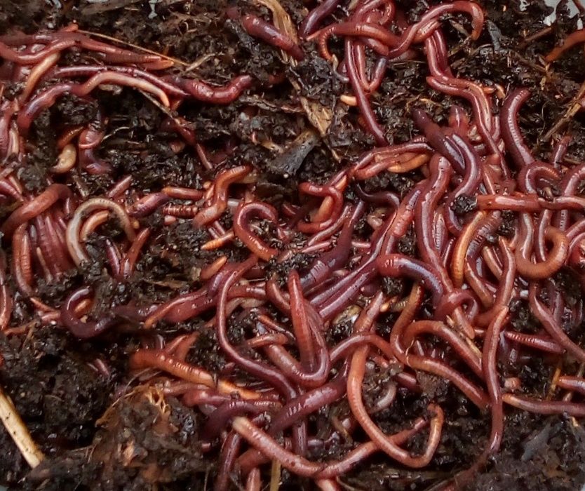Kit + de 1000 Minhocas Californianas (Eisenia foetida) + ovos