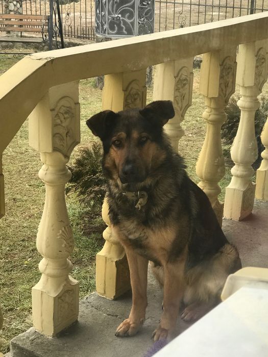 Віддам охоронця і вірного друга у добрі і люблячі руки.