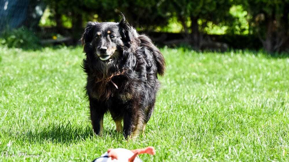 Czarny pies do adopcji