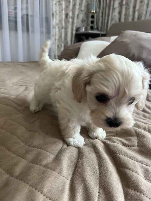 Piesek maltipoo gotowy do odbioru