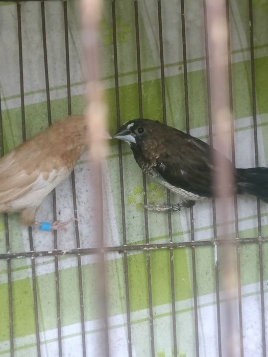 Bengalins para ceder