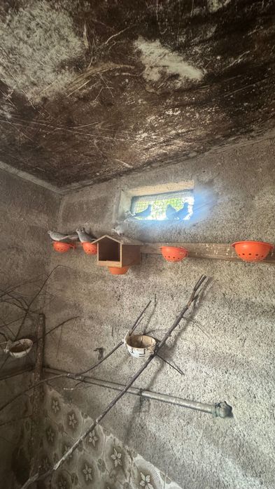 pombos diamante machos.