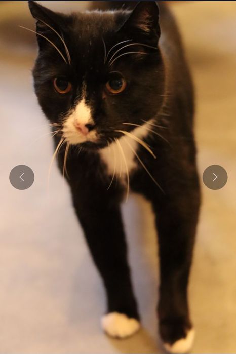 Harry, czy kocurek 8 lat ma szansę na dom?