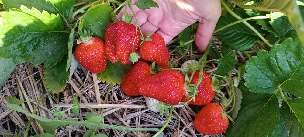 Саженцы клубники Азия