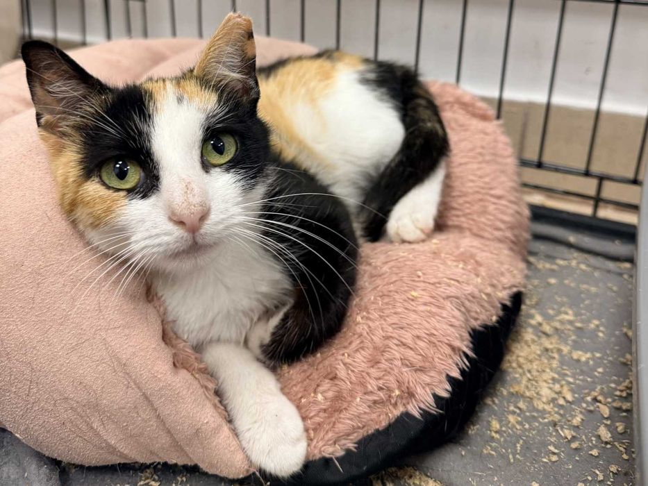 Pyza – spokojna kocia towarzyszka do adopcji!
