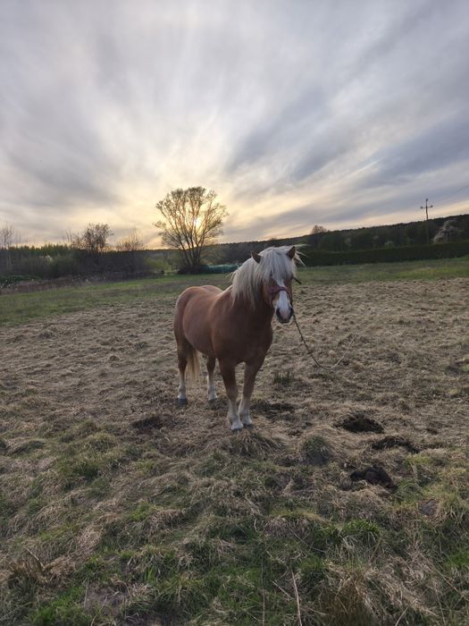 Ogier haflinger na sprzedaż z licencją