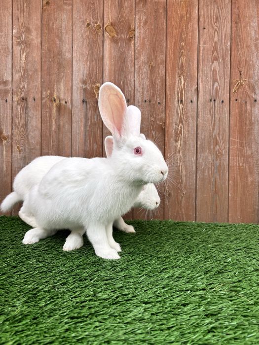 Termondzki biały TB SAMICA