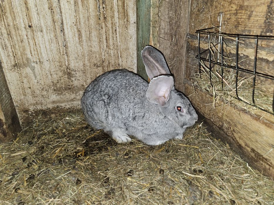 Sprzedam samice bos króliki łodzki