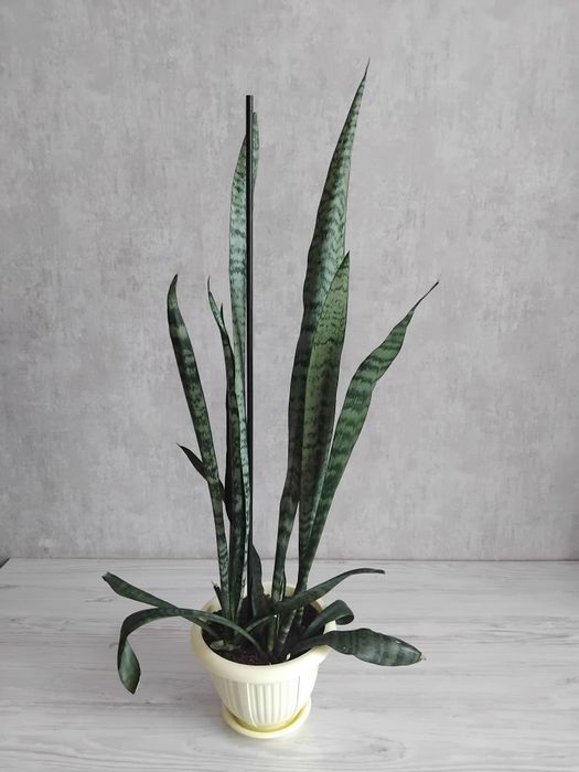 Сансевиерия комнатный цветок