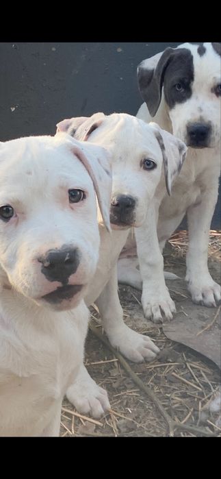 Продаю цуценят стафа