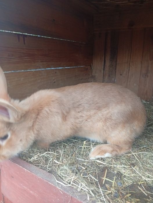 Królik samica na sprzedaż