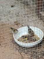 Sprzedam ptaki europejski.