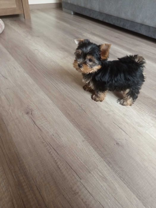 Yorkshire Terrier Zapraszam !