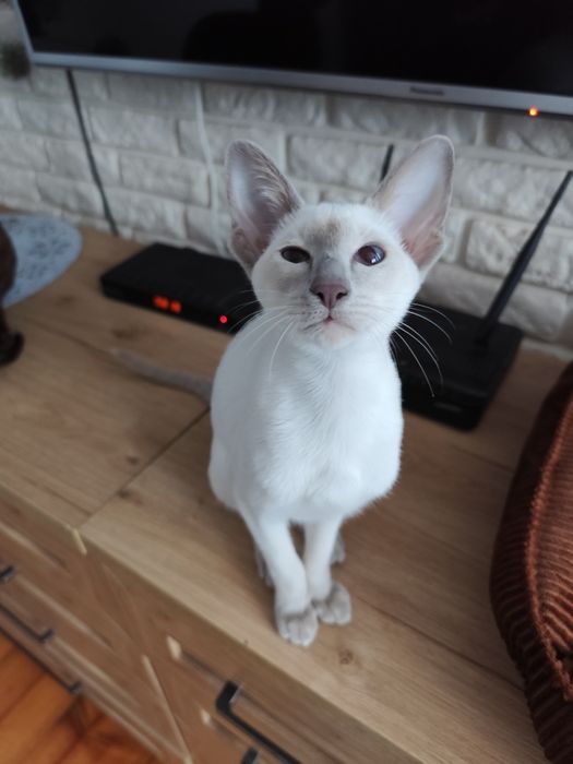 Kotka syjamska rodowód Fpl