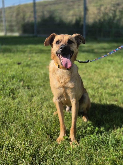 Odważny Kapitan szuka domu!