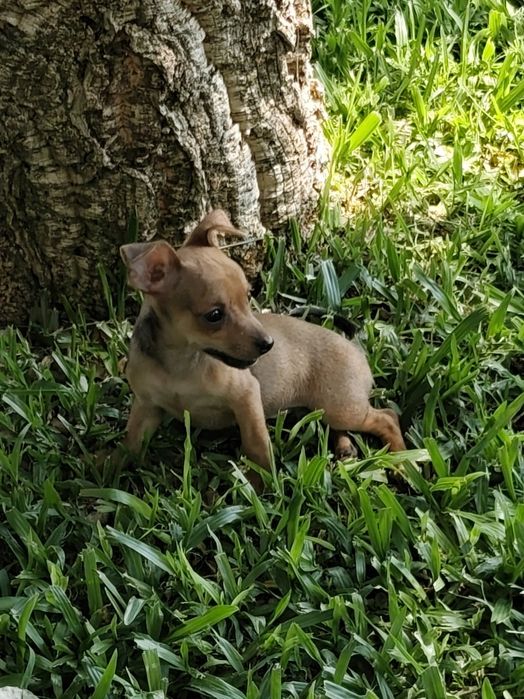 Fêmea Pinscher disponível