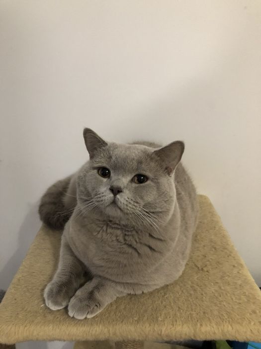 Британські короткошерсті кошенята