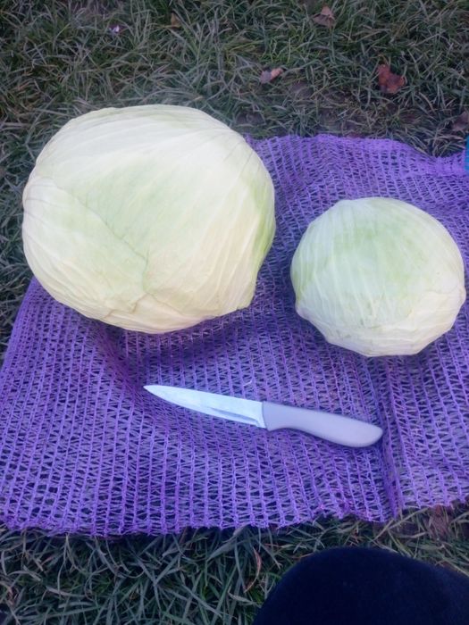 Капуста для Квашеня