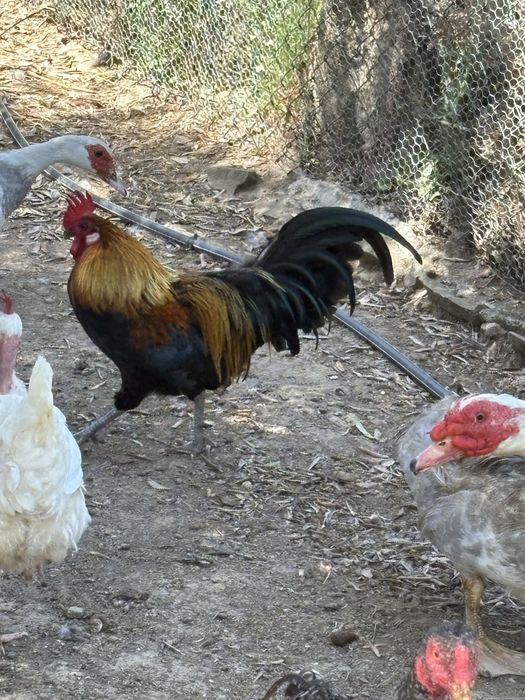 Pintos de varias raças