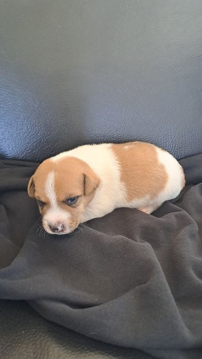 Jack Russell Terrier