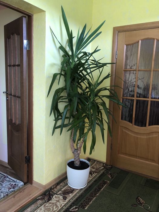 Продам юкку