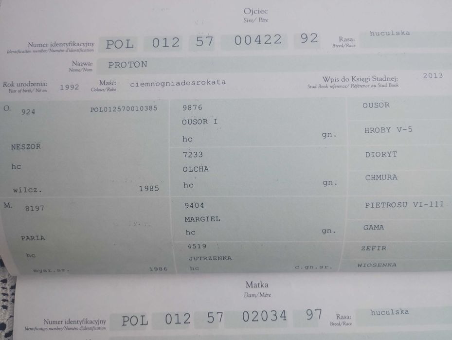 Klacz hucuł srokata