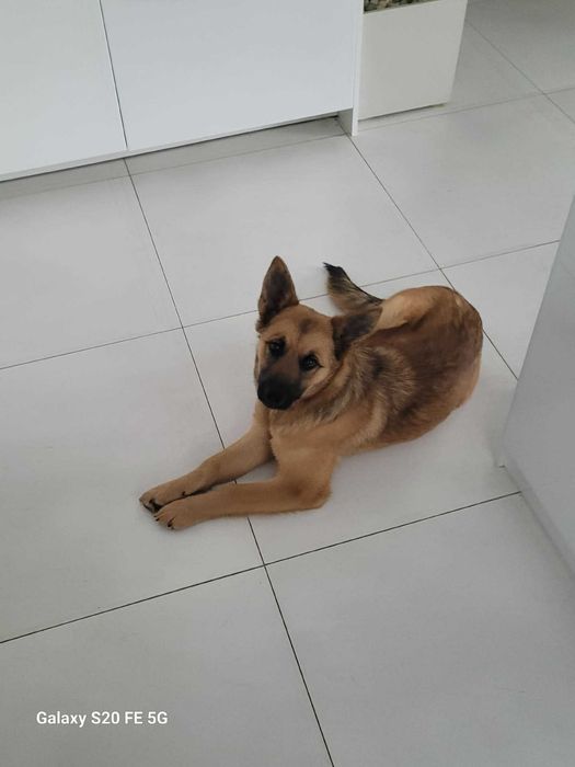 Urocza, młodziutka ALMA czeka na kochający domek.Adopcja!