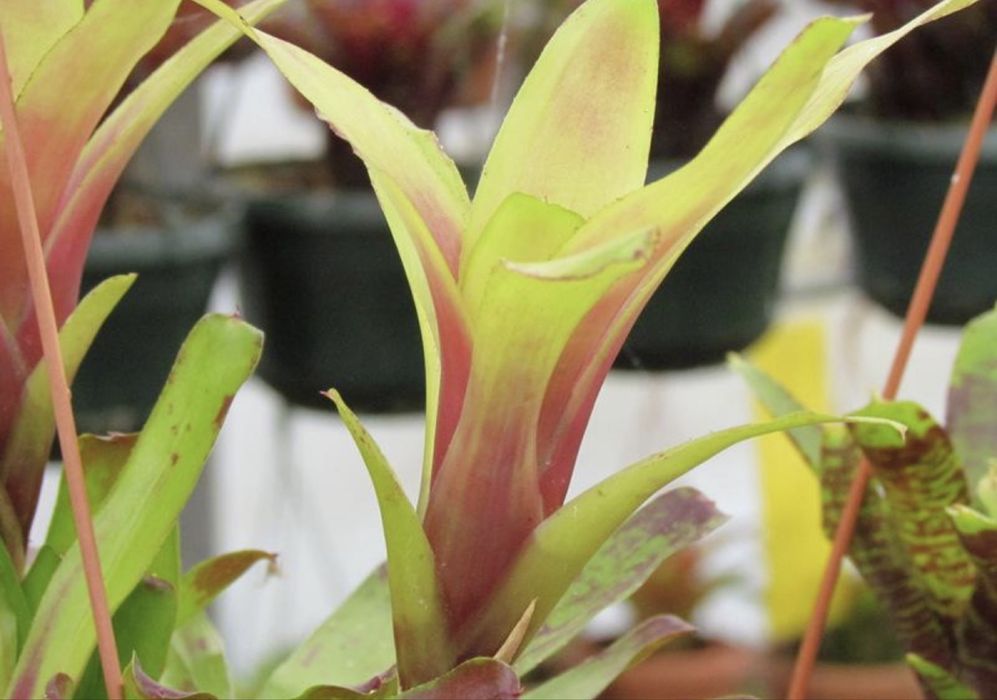 Неорегелия neoregelia