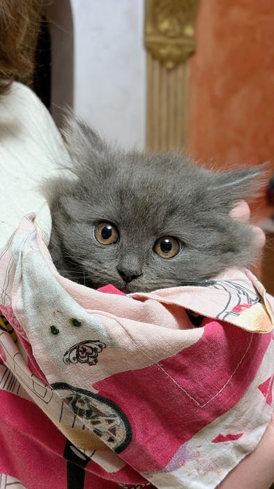 Котики чотирьох місячні