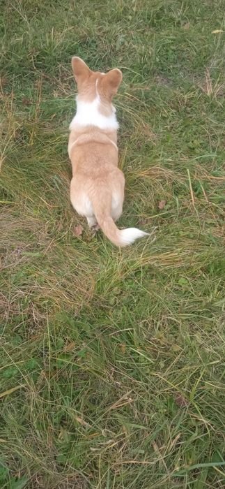 Вельш корги пемброк