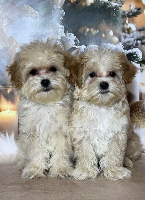 Міні хлопчики Мальтипу. Київ