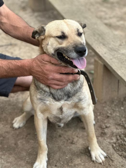 Ищет дом и семью!