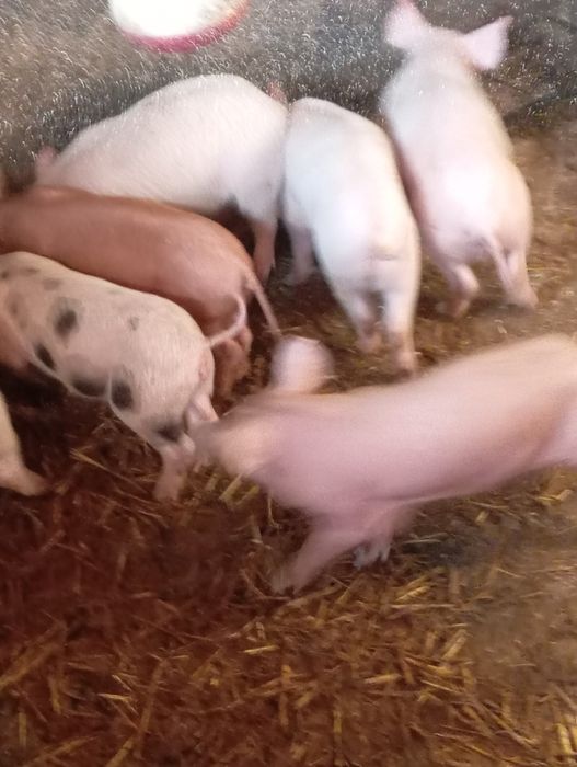 На продаж малі поросята породи ландрас   кантор
