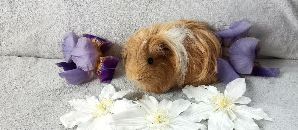 Морские свинки свинка Шелти длинношерстная