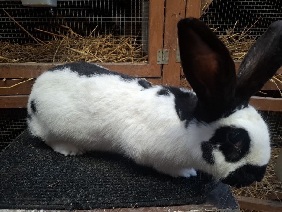 Samiec Srokacz Niemiecki