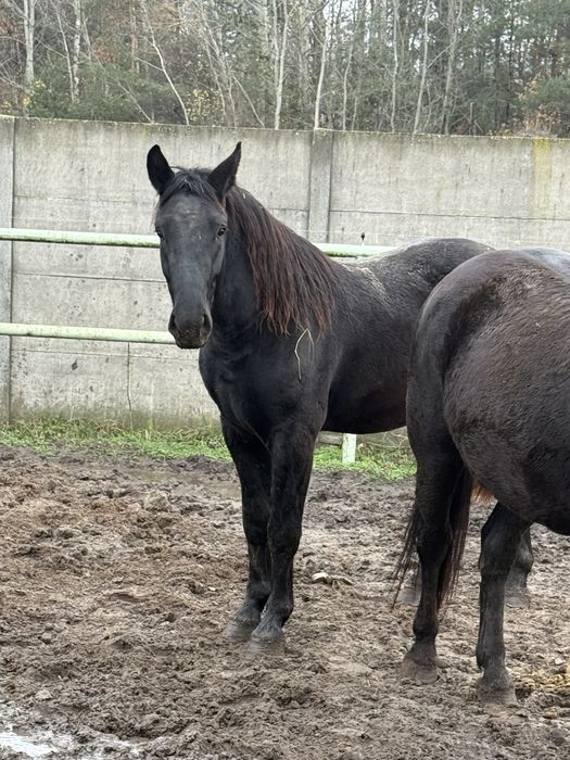 Sprzedam ogierka śląskiego