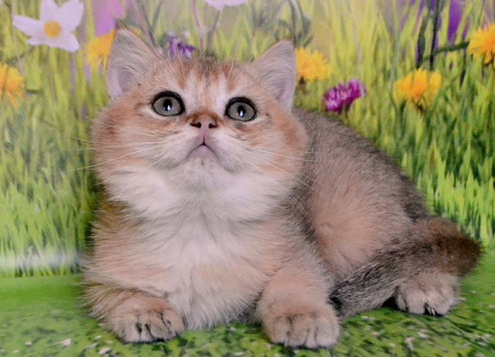 Котята золотые шиншиллы